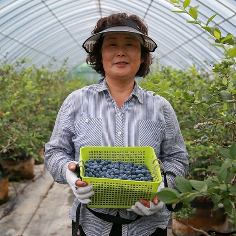 강릉팜,[솔향블루베리농원]고당도 무농약 탱글탱글 블루베리 1kg