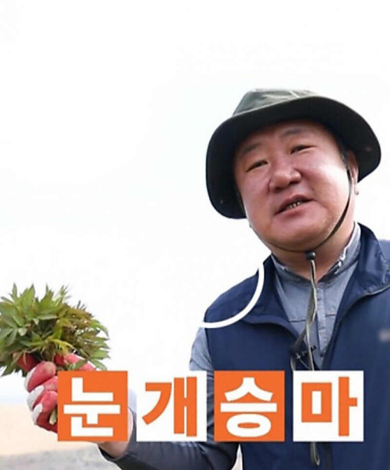 강릉팜,강릉 안반데기 무농약 장아찌 산마늘 400g + 눈개승마 400g