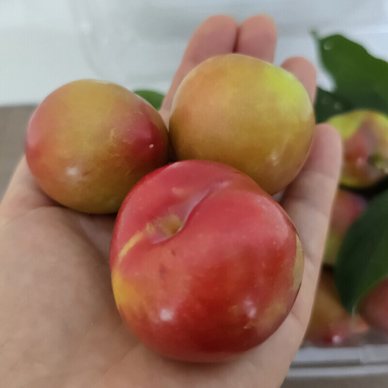 강릉팜,삽당령 대석자두 풍부한 과즙 상큼 달콤한 맛있는 자두 5kg