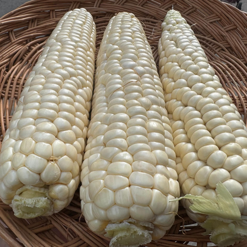 강릉팜,[예약주문]부연 청정 강릉 찰옥수수 존뜩 달큰 옥수수 20개 미백 2호 산지직송