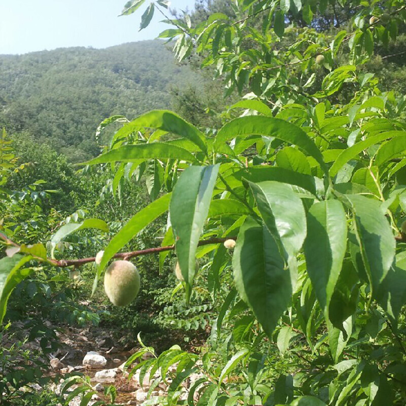 강릉팜,송원 청정 강릉 자연산 야생 개복숭아 산중 수확 10Kg 무료배송