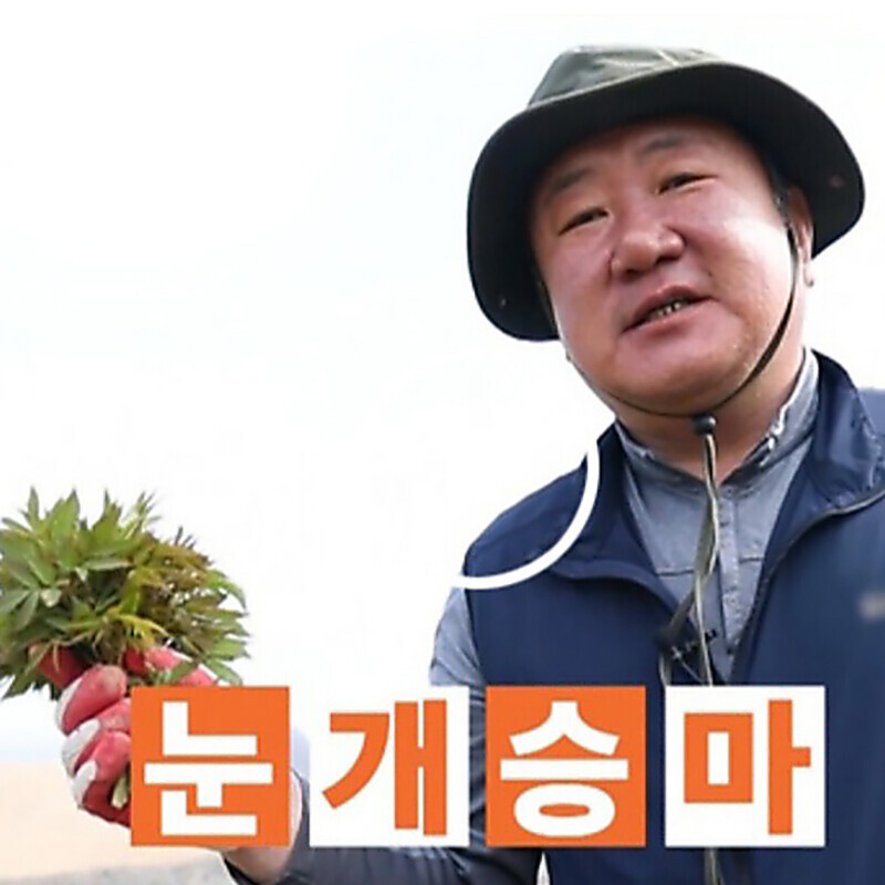 강릉팜,강릉 안반데기 무농약 장아찌 산마늘 400g + 눈개승마 400g