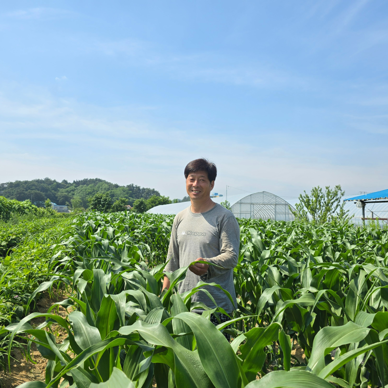 강릉팜,[예약 판매] [7월 예약]이안 청정 강릉 오색 홍찰옥수수 찰지고 맛있는 알록이 찰옥수수 40개 산지직송