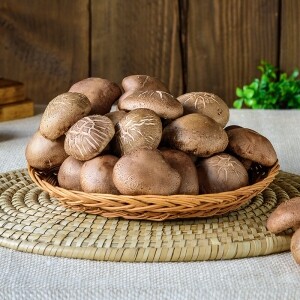 광표고 무농약 싱싱하고 쫄깃한 표고버섯 친환경 생표고버섯 1Kg 하품