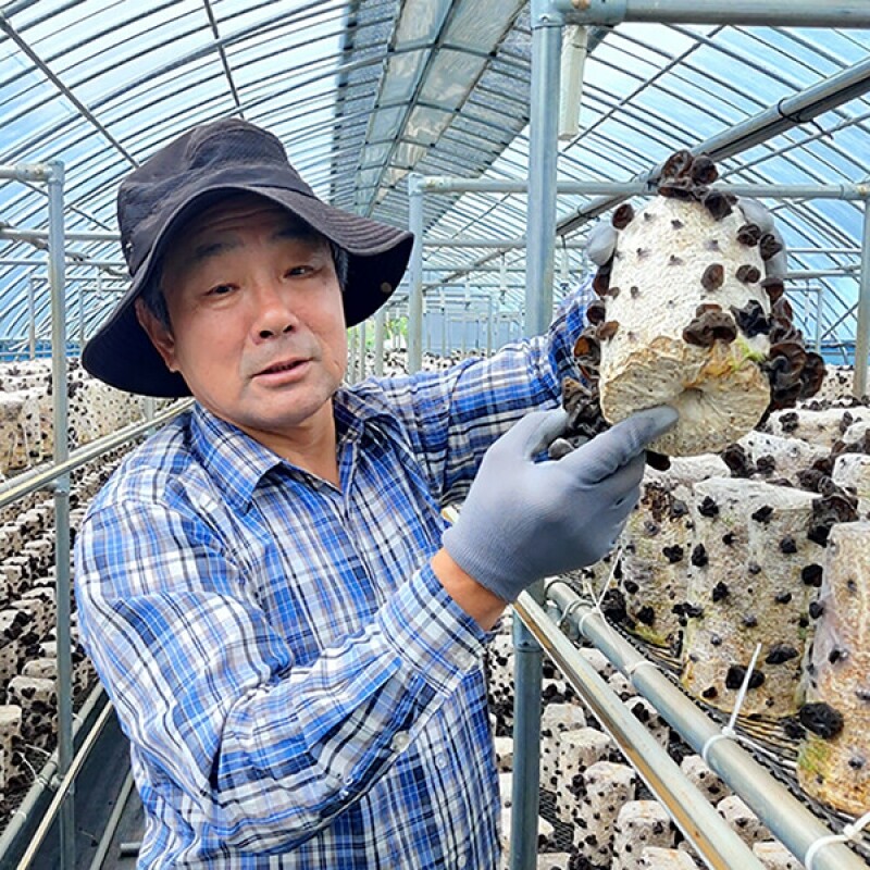강릉팜,[부연자연애농원]식감좋은 목이버섯 생목이버섯 국산 무농약 친환경 마라탕버섯 2Kg