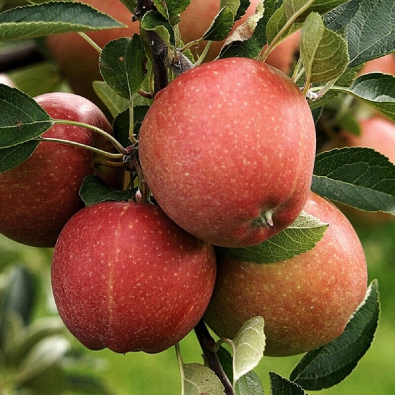 강릉팜,삽당령사과 가정용5kg 홍로 달콤 아삭 고랭지 꿀사과 19과