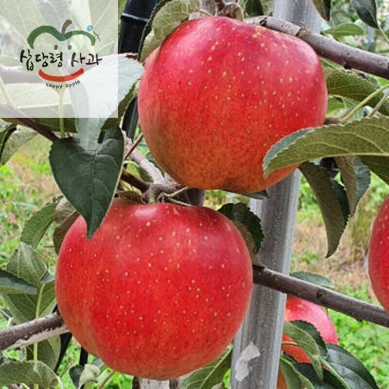 강릉팜,삽당령사과 가정용5kg 홍로 달콤 아삭 고랭지 꿀사과 19과