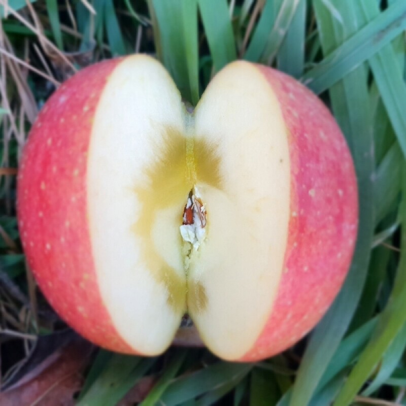 강릉팜,삽당령사과 시나노골드 달콤 새콤 아삭 과즙이 풍부한 고랭지 꿀사과 5kg 19과