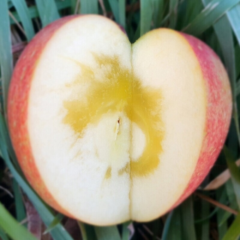 강릉팜,삽당령사과 시나노골드 달콤 새콤 아삭 과즙이 풍부한 고랭지 꿀사과 5kg 19과