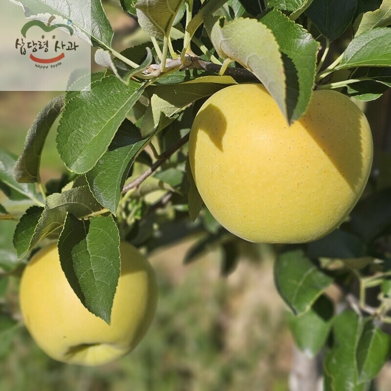 강릉팜,삽당령사과 시나노골드 달콤 새콤 아삭 과즙이 풍부한 고랭지 꿀사과 5kg 19과