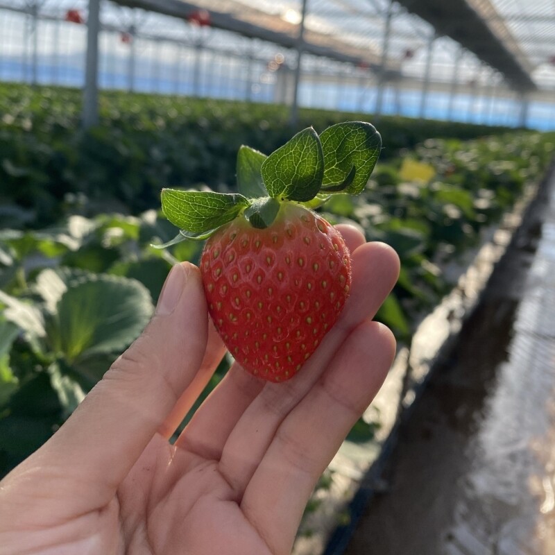 강릉팜,우주[예약판매/12월15일부터 순차배송]농장 직배송 강릉 우주딸기농장 고당도 설향딸기 700g 이상 GAP 인증 당일수확 딸기선물세트