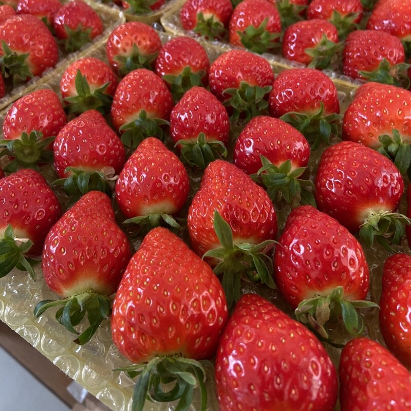 강릉팜,우주[예약판매/12월15일부터 순차배송]농장 직배송 강릉 우주딸기농장 고당도 설향딸기 700g이상x2box GAP 인증 당일수확 딸기선물세트