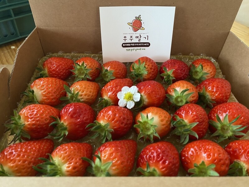 강릉팜,우주[예약판매/12월15일부터 순차배송]농장 직배송 강릉 우주딸기농장 고당도 설향딸기 700g이상x2box GAP 인증 당일수확 딸기선물세트