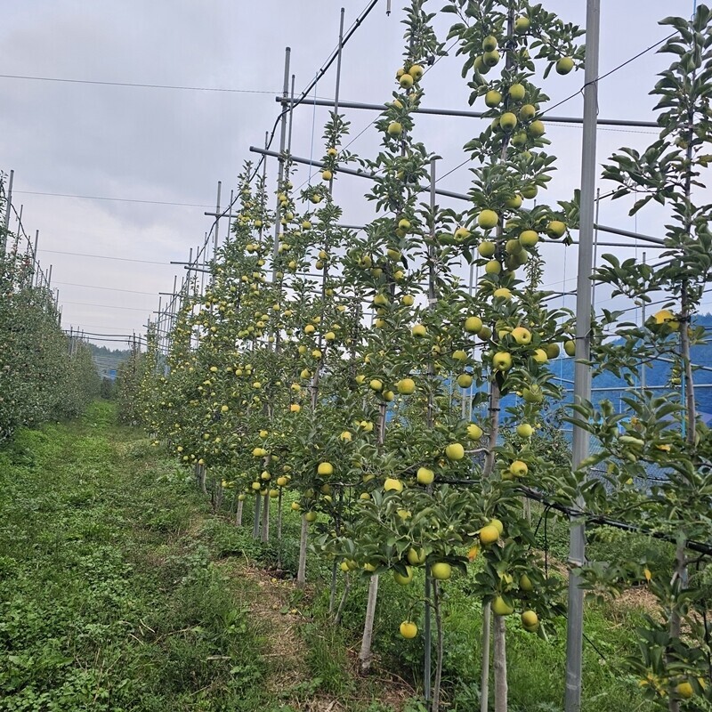 강릉팜,생사과즙 100% 120ml 50포 명품사과즙 착즙 아기쥬스 고랭지 강릉 왕산 정선 임계 삽당령사과