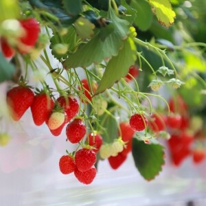 우주[예약판매/12월15일부터 순차배송]농장 직배송 강릉 우주딸기농장 고당도 설향딸기 700g 이상 GAP 인증 당일수확 딸기선물세트