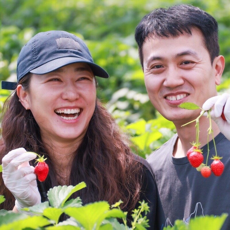 강릉팜,우주[예약판매/12월15일부터 순차배송]농장 직배송 강릉 우주딸기농장 고당도 설향딸기 700g 이상 GAP 인증 당일수확 딸기선물세트