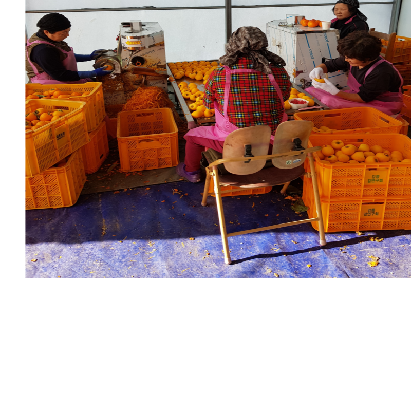 강릉팜,[강릉곶감 우리들농원] 신사임당3호-낱개포장세트