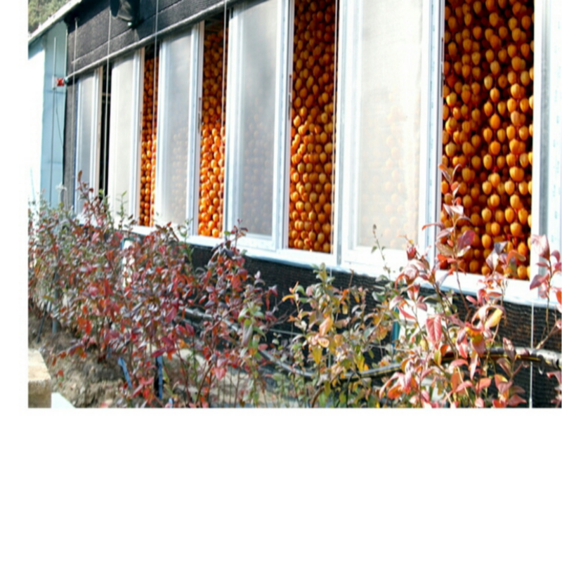 강릉팜,[강릉곶감 우리들농원] 신사임당1호-낱개포장세트