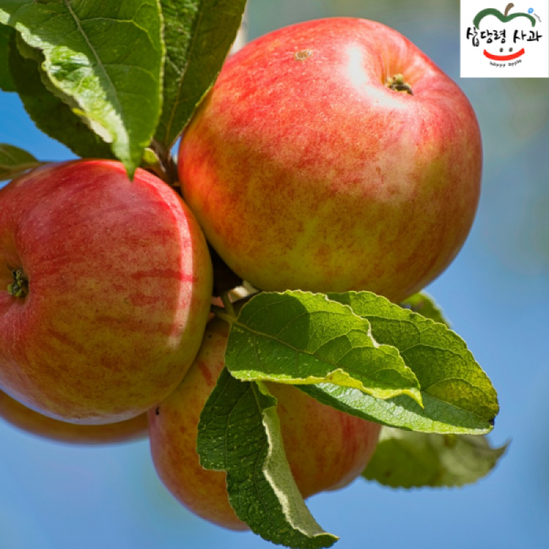 강릉팜,강원도 선물용 부사 5kg 17과 아삭하고  맛있는 고랭지 꿀부사 산지직송 고당도사과(갯수선택)