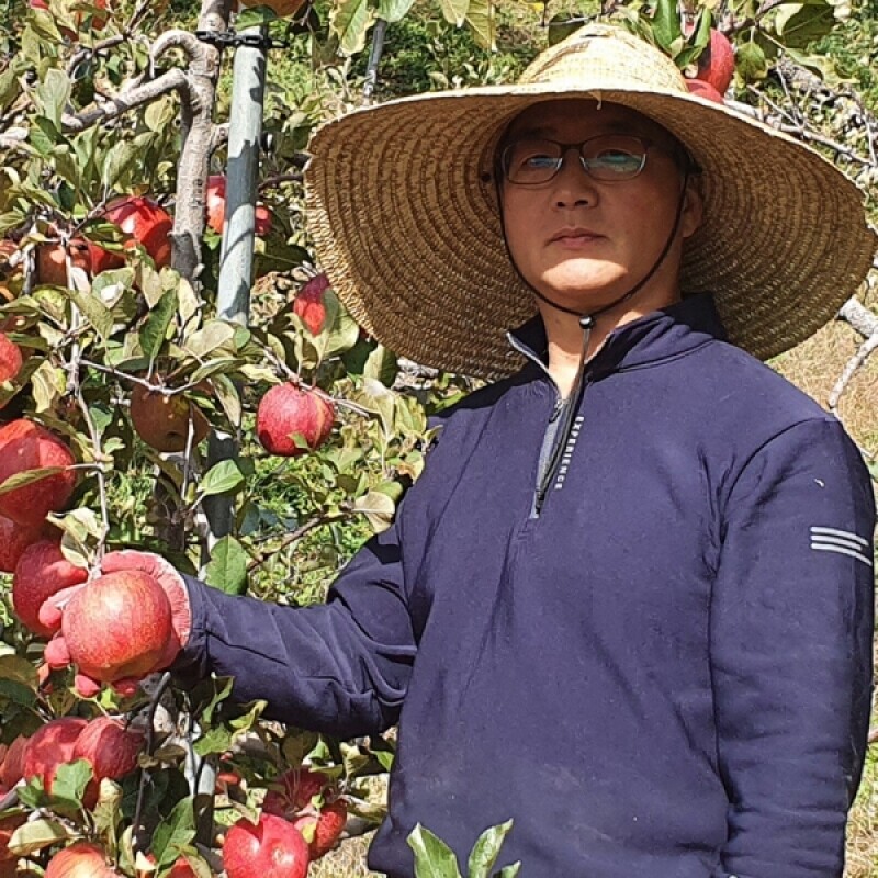 강릉팜,강원도 선물용 부사 5kg 17과 아삭하고  맛있는 고랭지 꿀부사 산지직송 고당도사과(갯수선택)