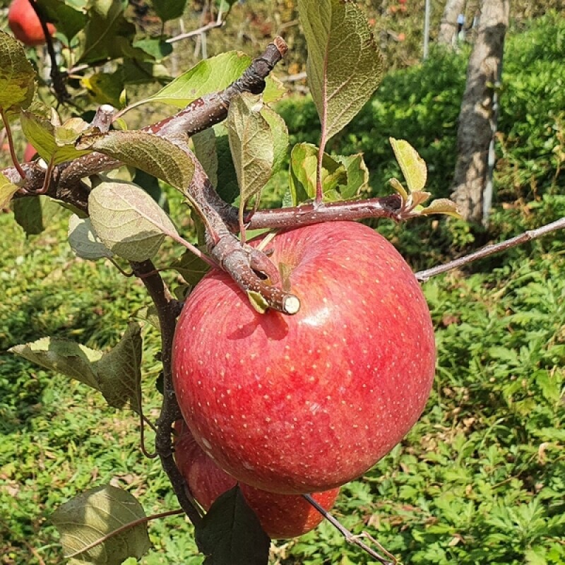 강릉팜,강원도 선물용 부사 5kg 17과 아삭하고  맛있는 고랭지 꿀부사 산지직송 고당도사과(갯수선택)