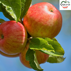 강원도 선물용 부사 5kg 17과 아삭하고  맛있는 고랭지 꿀부사 산지직송 고당도사과(갯수선택)