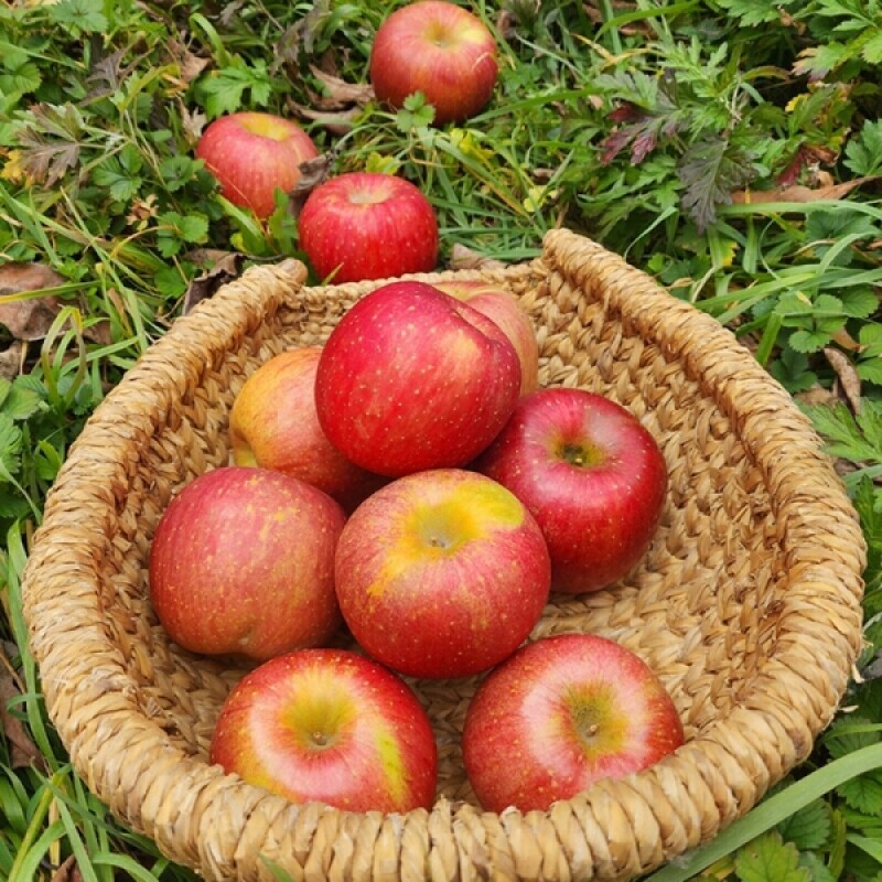 강릉팜,강원도 선물용 부사 5kg 17과 아삭하고  맛있는 고랭지 꿀부사 산지직송 고당도사과(갯수선택)