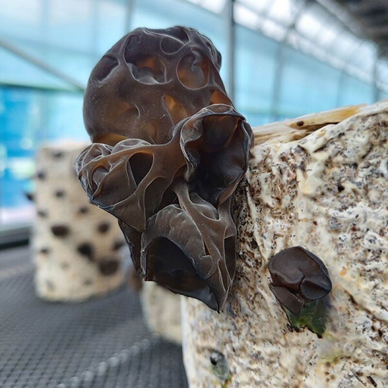 강릉팜,[부연자연애농원]식감좋은 목이버섯 국산 무농약 친환경 건목이버섯 300g 생목이버섯3Kg