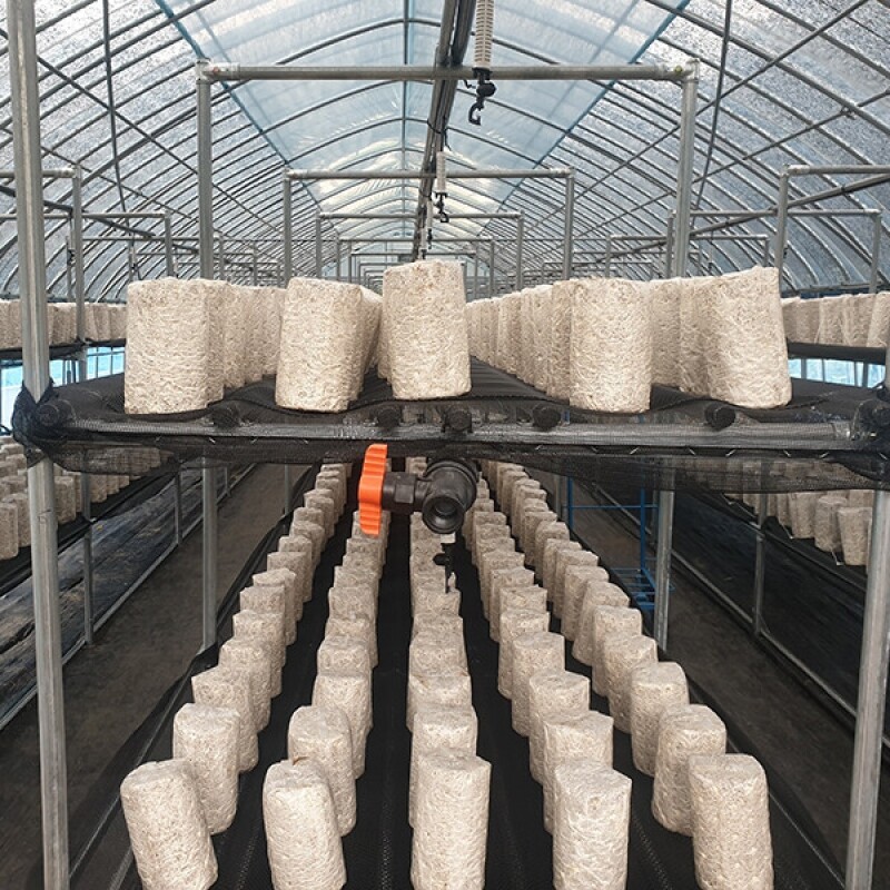 강릉팜,[부연자연애농원]식감좋은 목이버섯 국산 무농약 친환경 건목이버섯 300g 생목이버섯3Kg