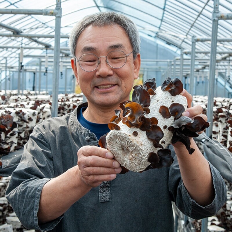 강릉팜,[부연자연애농원]식감좋은 목이버섯 국산 무농약 친환경 건목이버섯 300g 생목이버섯3Kg