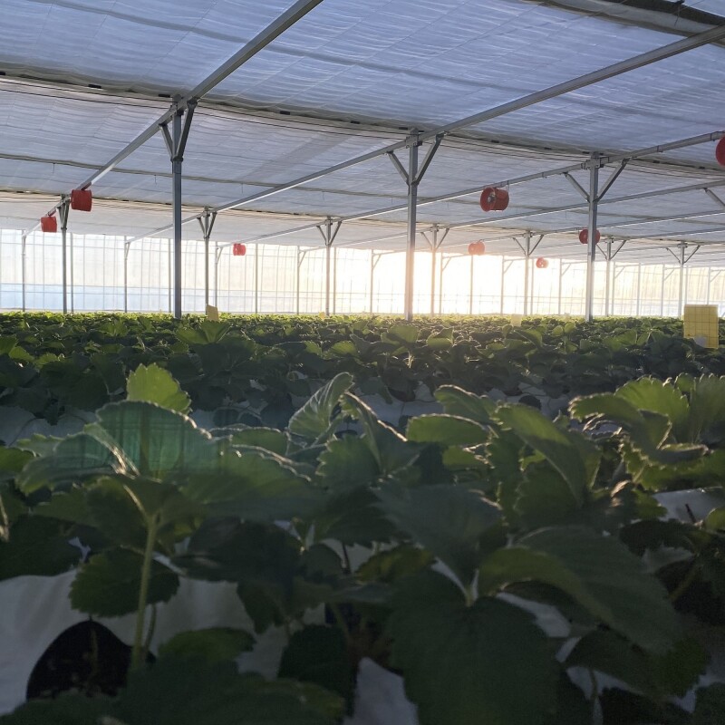 강릉팜,우주[픽업전용/2월5일부터 픽업가능]1kgx2박스 선물세트 농장 직배송 강릉 우주딸기농장 고당도 설향딸기 GAP 인증 당일수확