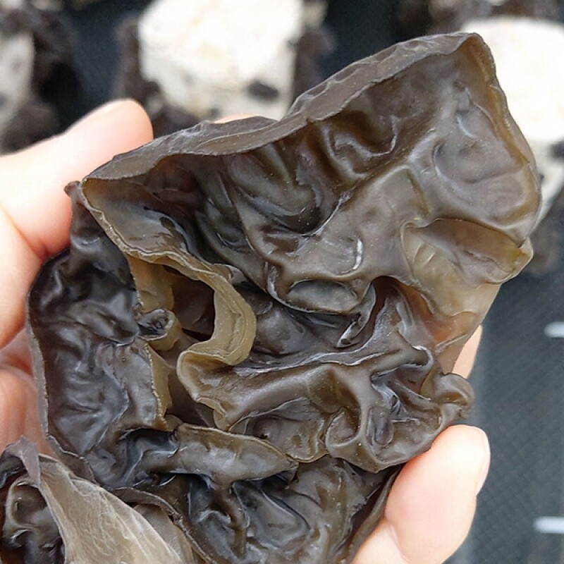 강릉팜,[부연자연애농원]식감좋은 목이버섯 국산 무농약 친환경 건목이버섯 200g 생목이버섯 2kg